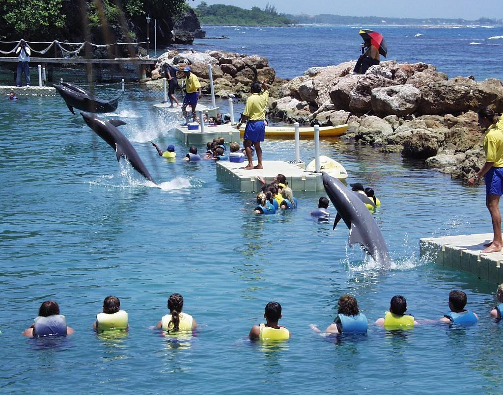 Ocho Rios Under The Palms Βίλα Εξωτερικό φωτογραφία